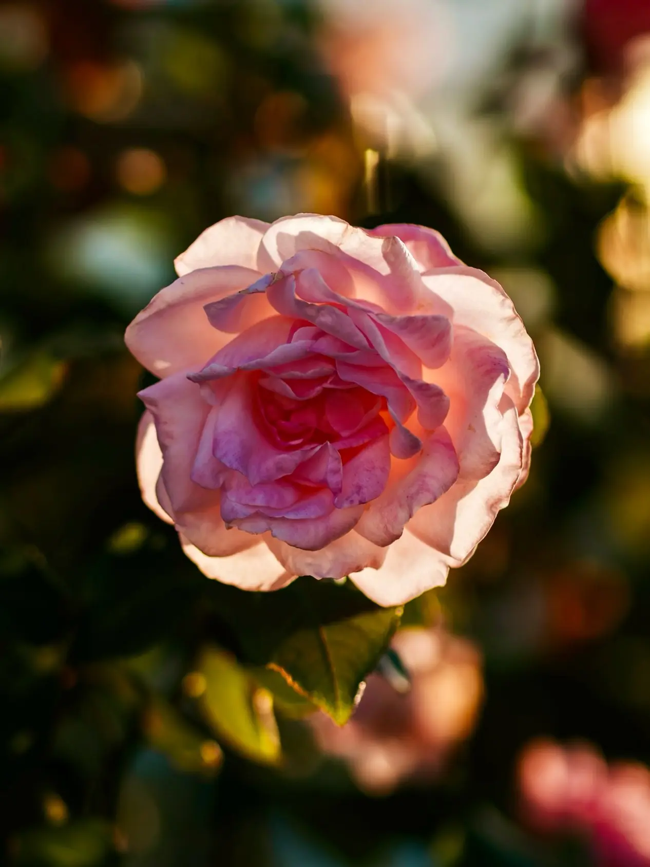Pink rose glowing in low September sun